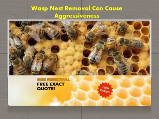 Wasp Nest Removal Can Cause Aggressiveness