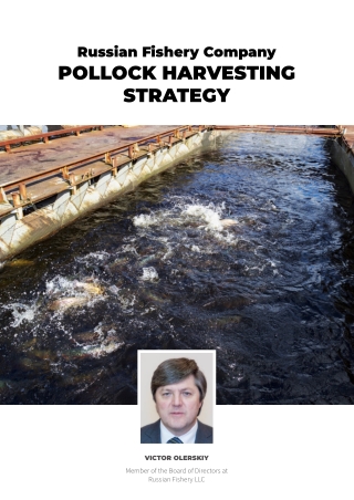 Russian Fishery Company Pollock Harvesting Strategy