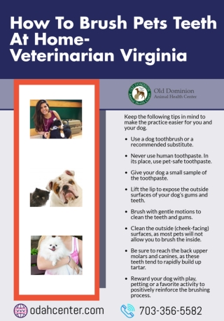 How To Brush Pets Teeth At Home- Veterinarian Virginia