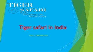 Tiger safari in India