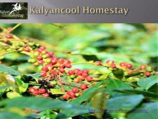 Homestay in Chikmagalur | Kalyancool Homestay