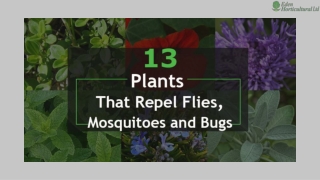 Plants That Repel Flies, Mosquitoes and Bugs
