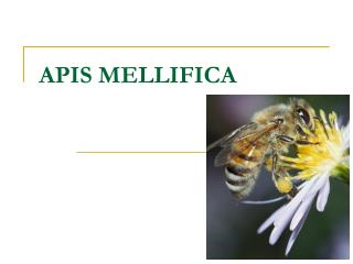 APIS MELLIFICA