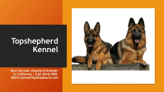 Buy German shepherd litters for Sale in California