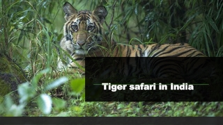 Tiger safari in India