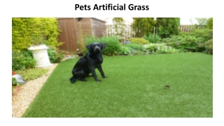 Buy Best Pets Artificial Grass in Dubai