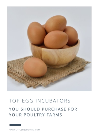 Top Egg Incubators You Should Purchase For Your Poultry Farms