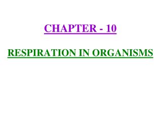 PPT - CHAPTER - 10 RESPIRATION IN ORGANISMS PowerPoint Presentation, free download - ID:841863 PPT - CHAPTER - 10 RESPIRATION IN ORGANISMS PowerPoint Presentation, free download - ID:841863