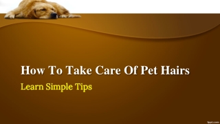 How To Take Care Of Pet Hairs