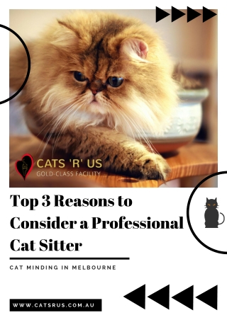 Top 3 Reasons to Consider a Professional Cat Sitter - Cats R Us