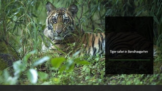 Tiger safari in Bandhavgarh