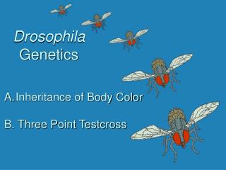 Drosophila Genetics