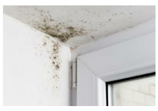 Mold Removal and Proper Cleanup