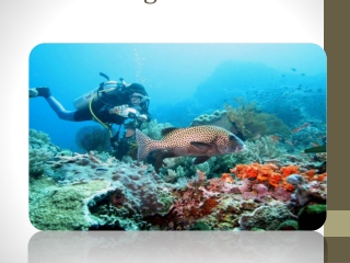 Book Bali diving tour package from India at affordable price-GalaxyTourism