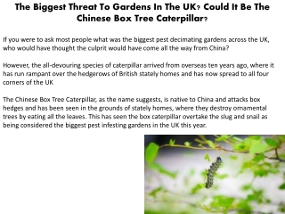 The Biggest Threat To Gardens In The UK? Could It Be The Chinese Box Tree Caterpillar?