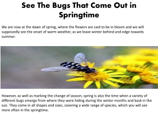 See The Bugs That Come Out in Springtime