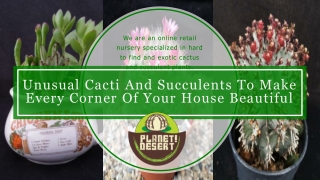 Unusual Cacti And Succulents To Make Every Corner of Your House Beautiful