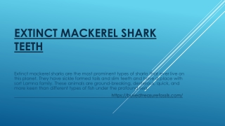 Extinct Mackerel Shark Teeth