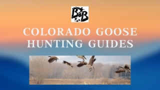 Colorado Goose Hunting Guides