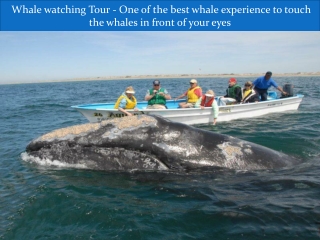 Whale watching Tour - One of the best whale experience to touch the whales in front of your eyes