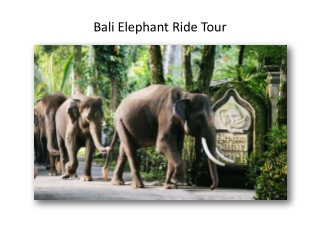 Bali elephant ride tour package from India at the best price-GalaxyTourism