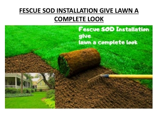 FESCUE SOD INSTALLATION GIVE LAWN A COMPLETE LOOK