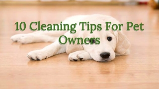 10 Cleaning Tips For Pet Owners