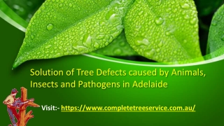 Solution of Tree Defects caused by Animals, Insects and Pathogens in Adelaide