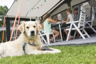 Camping Overijssel met hond