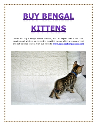 Buy Bengal Kittens