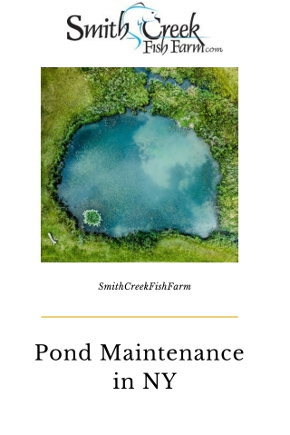 Pond Maintenance in NY | SmithCreekFishFarm