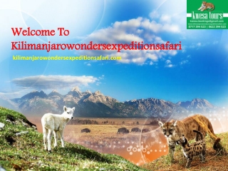 Welcome to Kilimanjarowondersexpeditionsafari