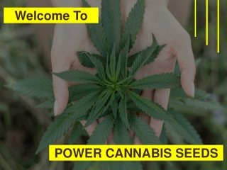 Weed Seeds UK | Feminized Seeds UK | Marijuana Seeds UK