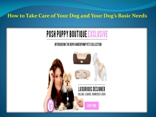 How to Take Care of Your Dog and Your Dog’s Basic Needs?