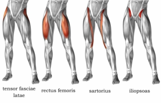 Hip Flexors Info