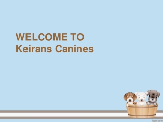 The Best Dog Walking in Earlswood- Keirans Canines