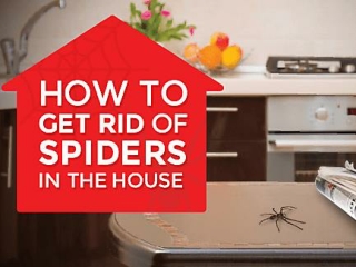 How to Get Rid of Spider