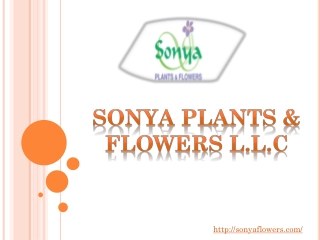 Online indoor Plant supplier in Dubai | Sonya Plant & Flowers