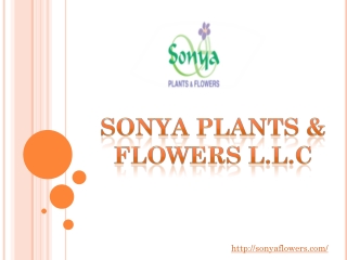 Online indoor Plant supplier in Dubai | Sonya Plant & Flowers