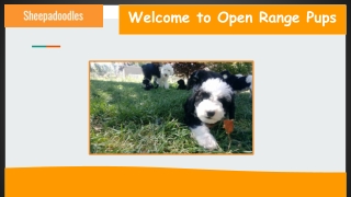 F1 Mini Sheepadoodle Personality in Colorado | Open Range Pups