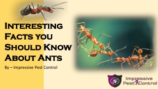 Interesting Facts you Should Know About Ants