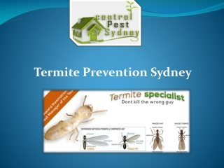 Is Full House Treatment Essential for Eradicating Termites?