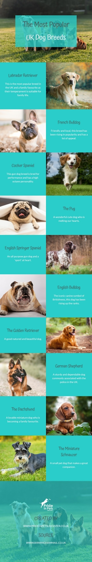 The Most Popular UK Dog Breeds