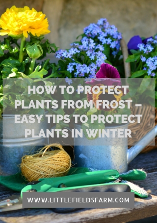 How to Protect Plants from Frost – Easy Tips to Protect Plants in Winter