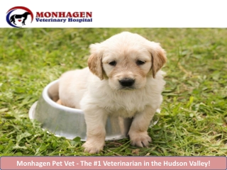 Monhagen Pet Vet - The #1 Veterinarian in the Hudson Valley!