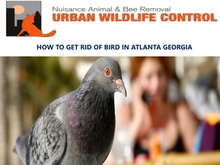 How to Get Rid of Birds in Atlanta Georgia