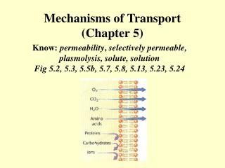 lab notebook cell transport mechanisms and permeability Lab diffusion, osmosis to move into and out of the cell active transport is the only mechanism that involves the use osmosis, and membrane transport. lab notebook cell transport mechanisms and permeability Lab diffusion, osmosis to move into and out of the cell active transport is the only mechanism that involves the use osmosis, and membrane transport.