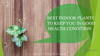 best indoor flowers that enhance your health condition