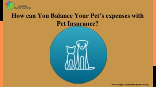 How Can You Protect Your Pet With Pet Insurance?