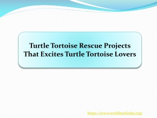 Turtle Tortoise Rescue Projects That Excites Turtle Tortoise Lovers